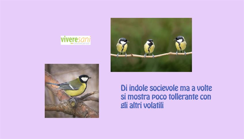 Passerotto colorato, la cinciallegra Passerotto colorato, la cinciallegra